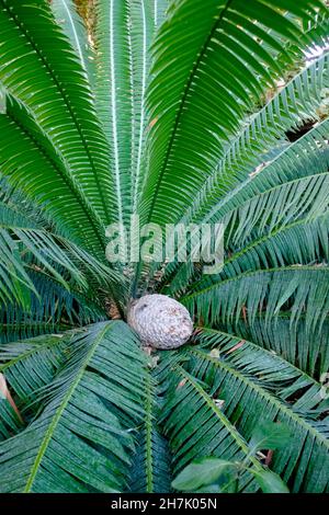 Dioon spinulosum Pflanze, heimisch in Mexiko und Mittelamerika. Stockfoto