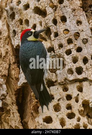 Acorn Woodpecker (Melanerpes formicivorus) Sacramento County California USA Stockfoto