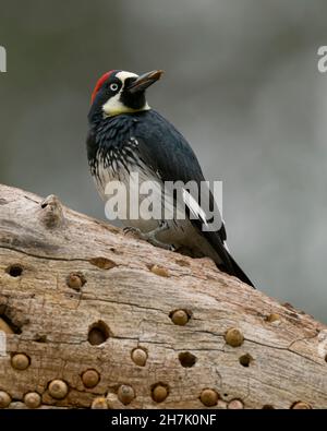 Acorn Woodpecker (Melanerpes formicivorus) Sacramento County California USA Stockfoto