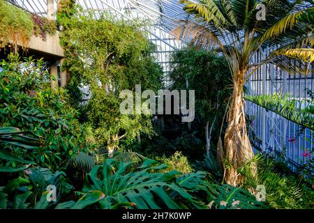 Das Barbican Conservatory, das zweitgrößte Konservatorium in London. Das Barbican Centre, London, Großbritannien. Stockfoto