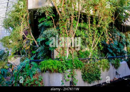 Das Barbican Conservatory, das zweitgrößte Konservatorium in London. Das Barbican Centre, London, Großbritannien. Stockfoto