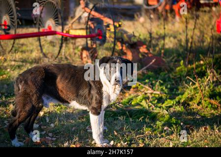 Pensionierter Schäferhund Karakachanka in einem Bergdorf Stockfoto