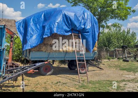 Anhänger beladen mit Heu zur Fütterung der Kühe und Schafe auf dem Hof. Stockfoto