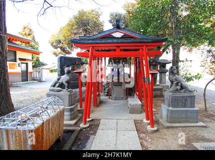 Der Hanazono-Schrein mit leuchtend farbigen Gebäuden und Torientoren in Shinjuku, Tokio, Japan. Es ist eines der wichtigsten Inari-Schreine in Japan. Stockfoto