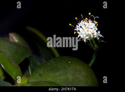 Senecio rowleyanus (Rosenkranzblume)geöffnete Blume auf schwarzem Hintergrund Stockfoto