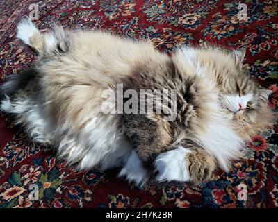 Niedliche Ragamuffin reinrassige Katze ruht auf einem bunten Teppich Stockfoto