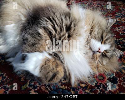 Niedliche Ragamuffin reinrassige Katze ruht auf einem bunten Teppich Stockfoto