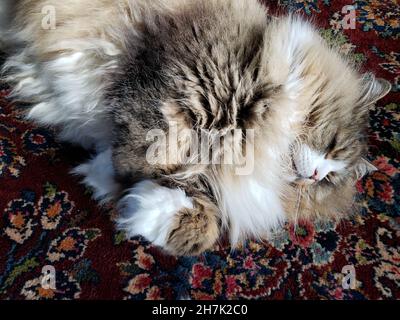 Niedliche Ragamuffin reinrassige Katze ruht auf einem bunten Teppich Stockfoto