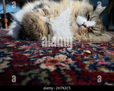 Niedliche Ragamuffin reinrassige Katze ruht auf einem bunten Teppich Stockfoto