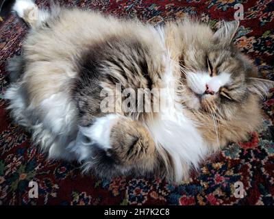 Niedliche Ragamuffin reinrassige Katze ruht auf einem bunten Teppich Stockfoto