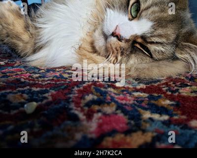 Niedliche Ragamuffin reinrassige Katze ruht auf einem bunten Teppich Stockfoto