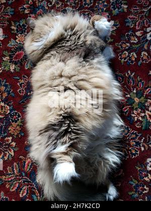 Niedliche Ragamuffin reinrassige Katze ruht auf einem bunten Teppich Stockfoto