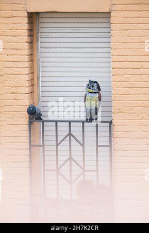 Feral-Taube (Columba livia domestica) auf einem Geländer in der Nähe einer falschen Eule platziert, um Tauben zu verscheuchen. Barcelona. Katalonien. Spanien. Stockfoto