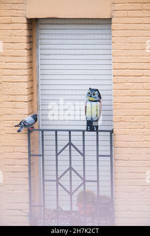 Feral-Taube (Columba livia domestica) auf einem Geländer in der Nähe einer falschen Eule platziert, um Tauben zu verscheuchen. Barcelona. Katalonien. Spanien. Stockfoto