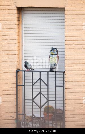 Feral-Taube (Columba livia domestica) auf einem Geländer in der Nähe einer falschen Eule platziert, um Tauben zu verscheuchen. Barcelona. Katalonien. Spanien. Stockfoto