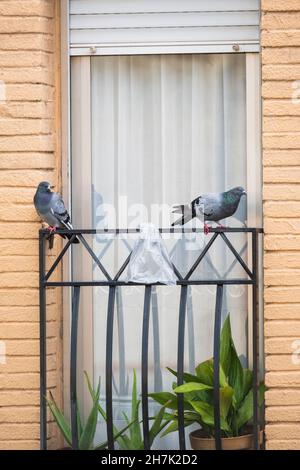 Ein Paar wilder Tauben (Columba livia domestica), die auf einem Geländer sitzen. Barcelona. Katalonien. Spanien. Stockfoto