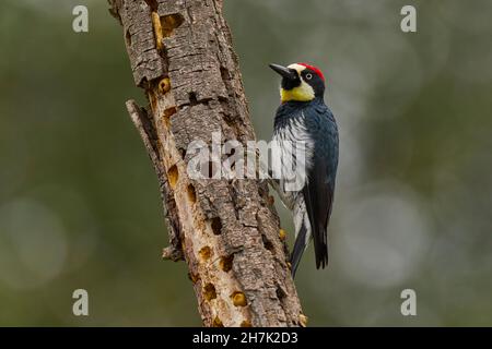 Acorn Woodpecker (Melanerpes formicivorus) Sacramento County California USA Stockfoto