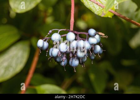 Cornus sanguinea, das gewöhnliche Dogwood oder blutiges Dogwood Stockfoto