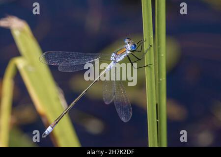 Die blaue Libelle sitzt auf einem Gras auf der Wiese Stockfoto