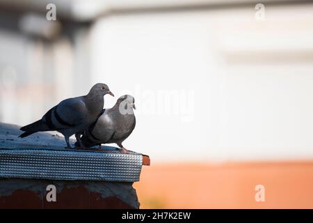 Zwei wilde Tauben (Columba livia domestica) auf einem Dach. Barcelona. Katalonien. Spanien. Stockfoto