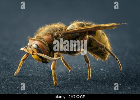 Extrem scharfe und detaillierte Untersuchung der Wespe Stockfoto