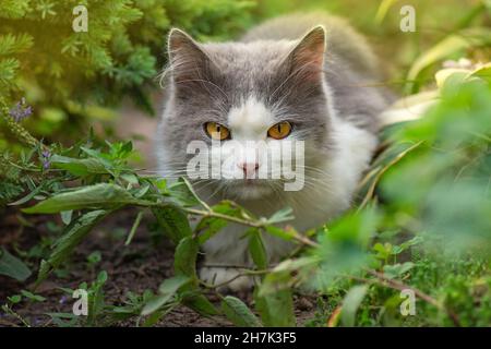 Britische Langhaarkatze mit Spaß im Freien. Porträt von niedlichen kurzen Haaren Katze. Porträt von liebenswert grau Kätzchen. Stockfoto