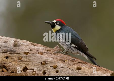 Acorn Woodpecker (Melanerpes formicivorus) Sacramento County California USA Stockfoto