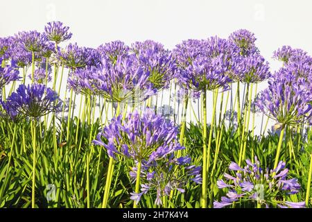 Schöne Blumen von Agapanthus Blumen ( afrikanische Lilie ) an sonnigen Sommertag. Speicherplatz kopieren Stockfoto