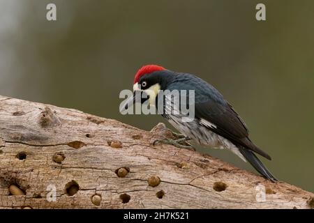 Acorn Woodpecker (Melanerpes formicivorus) Sacramento County California USA Stockfoto