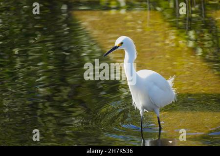 Schneeeiher (Egretta thula) auf der Jagd nach Beute in einem Sumpfgebiet Stockfoto