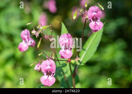 Himalaya-Balsam (Impatiens gladulifera) blüht