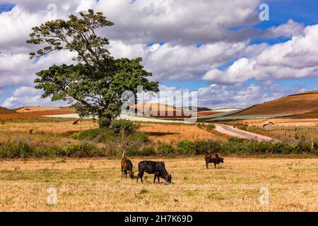 Bunte Felder mit weidenden Kühen auf einer einsamen Straße und einem Baum in Myanmar Stockfoto