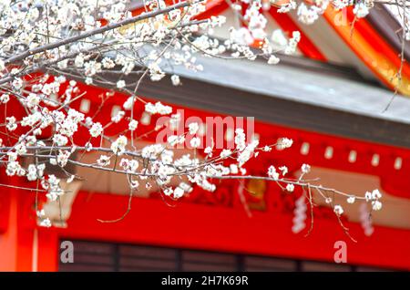 Der Hanazono-Schrein mit leuchtend farbigen Gebäuden und Torientoren in Shinjuku, Tokio, Japan. Es ist eines der wichtigsten Inari-Schreine in Japan. Stockfoto