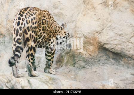 Leopard pantera padus kotiya Tier in einem Felsen Stockfoto