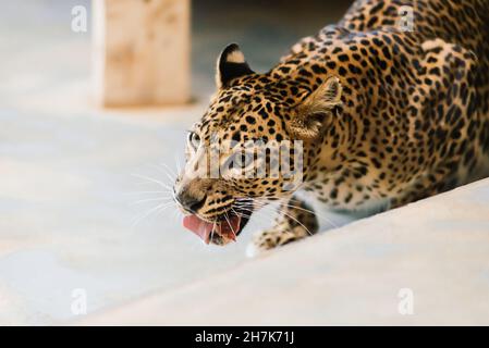 Leopard pantera padus kotiya Tier in einem Felsen Stockfoto