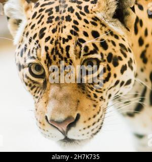 Leopard pantera padus kotiya Tier in einem Felsen Stockfoto