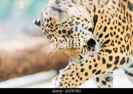 Leopard pantera padus kotiya Tier in einem Felsen Stockfoto