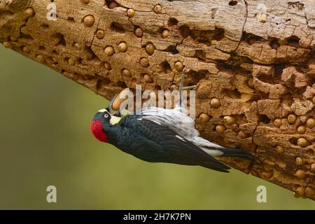 Acorn Woodpecker (Melanerpes formicivorus) Sacramento County California USA Stockfoto