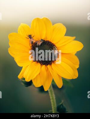 Bienen bestäuben gelbe Sonnenblume im Frühjahr im Sonnenblumenfeld gewachsen Stockfoto