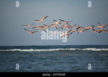 Eine wunderschöne Gruppe von Flamingos im Flug über das türkisfarbene Wasser der Karibik, direkt vor der abgelegenen Insel Mayaguana auf den Bahamas. Stockfoto