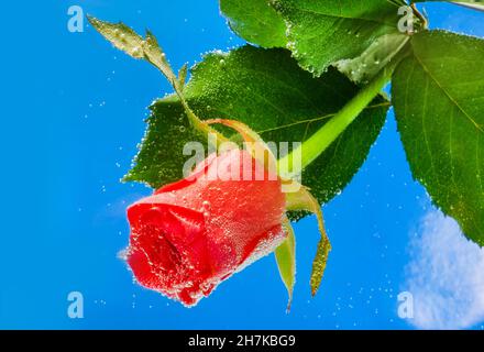 Foto der roten Rosenblüte unter Wasser mit Blasen auf blauem Hintergrund. Stockfoto