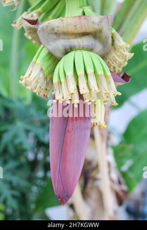 Ein Bouquet von grünen Bananen im Garten Bananen auf Bäumen gepflanzt Konzept der landwirtschaftlichen Gartenarbeit Nahaufnahme von grünen Bananen auf einem wachsenden Baum. Stockfoto