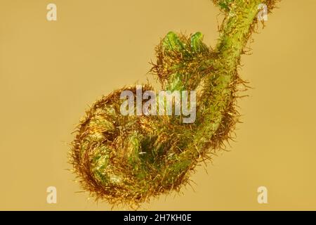 Isolierter, aufkommender Stamm des Austral Bracken Farn (Pteridium esculentum). Australische Pflanze. Stockfoto