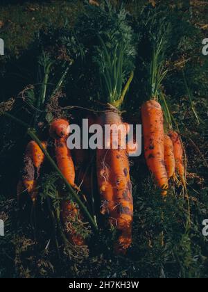 Frisch gepflückte Karotten auf dem Boden im Garten Stockfoto