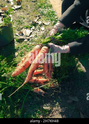 Weibliche Hände sortieren frisch gepflückte Karotten auf dem Boden Stockfoto