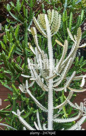 Kandelaber-Kaktus, auch bekannt als gesprenkelter Spurgen oder Drachenknochen, mit 'White Ghost'-Variante (Eforbia lactea) - Florida, USA Stockfoto