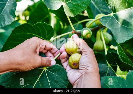 Bauern sammeln Feigen auf Bio-Farmen. Frau schneidet Feigen. Gartenarbeit, Landwirtschaft Konzept Stockfoto