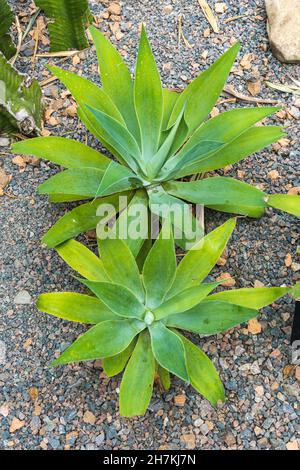 Foxtail Agave alias Lion's Tail (Agave attenuata), heimisch in Mexiko - Florida, USA Stockfoto