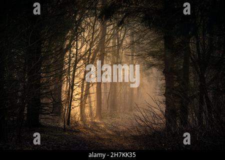 Morgenlicht auf dem Weg im nebligen Barkeler Busch-Wald, Schortens, Friesland, Niedersachsen, Deutschland, Europa Stockfoto