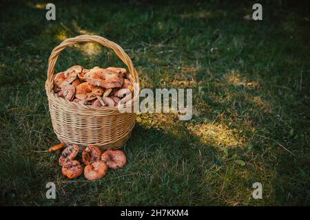 Weidenkorb gefüllt mit Pilzen auf Gras Stockfoto